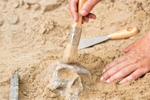 Unearthing human skull at archaeological site