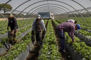 Uno de cada tres trabajadores en California es inmigrante y el número sigue aumentando