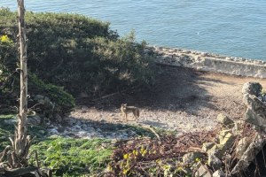 Coyote en isla 