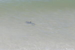 TiburonesMirttleBeach/1.jpg