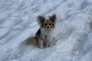 Air Zermatt_Feegletscher.jpeg