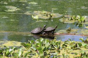 Brazos Bend, un parque que reúne las especies más salvajes de Texas