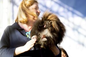 Ugly Dog Contest