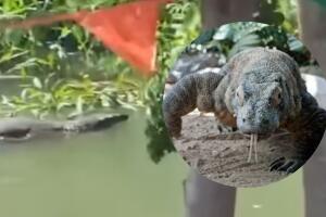 El reptil avistado en Fajardo fue identificado como un lagarto monitor asiático, no un dragón de Komodo, aclararon las autoridades del DRNA.