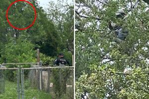 inmigrante indocumentado sube árbol ICE agentes federales san antonio texas