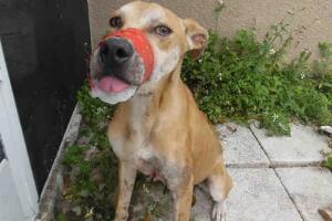 Perro salvado por la policía de Lee, Florida