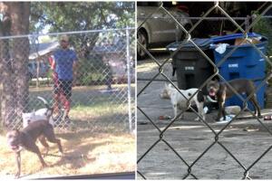 ataque perros muere anciano esposa pareja detenido San Antonio Texas American Staffordshire Terrier