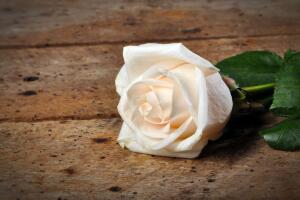 rosa-blanca.jpg