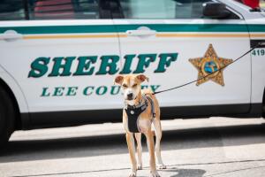 Perro salvado por la policía de Lee, Florida