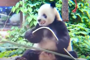 Panda aprendió a enseñar los dientes al cortar bambú gracias a su cuidador