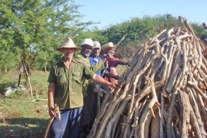 Marabu - la 'hierba bruja'