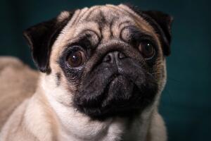 Perro pug