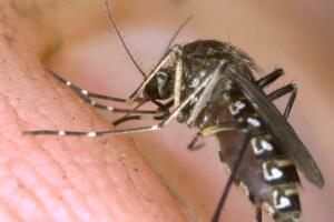 Reportan muerte por virus del Nilo en San Bernardino, en California. 