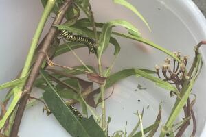 IMG_7009.jpg
