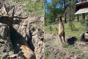Rescatan a ciervo atrapado dentro de una zanja en Alpine