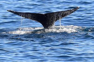 Ballena gris