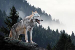 Gray Wolf Canada