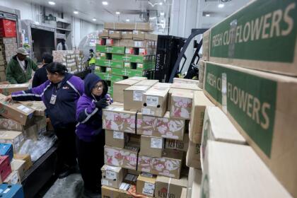 MIAMI, FLORIDA - FEBRUARY 12: FedEx team members stack boxes of flowers as they are imported through the FedEx Cargo Hub's cold room at Miami International Airport on February 12, 2025 in Miami, Florida. FedEx transfers millions of fresh flowers through the hub for Valentine's season by increasing air capacity from Colombia and Ecuador. They will transport over 2.2 million pounds of flowers from these countries in February. (Photo by Joe Raedle/Getty Images)