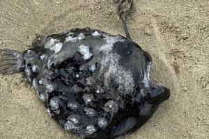 Pez fútbol del Pacífico