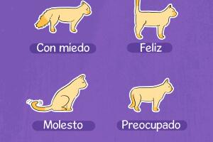 gatos.jpg