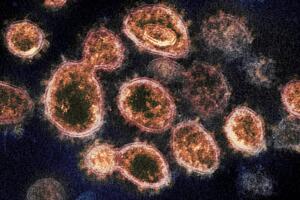 coronavirus.jpg