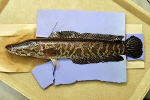 Snakehead Fish Found In Lake Michigan
