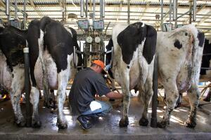 John Pagel, dueño de una lechería, le explicó preocupado al magnate que la industria láctea depende de los inmigrantes.