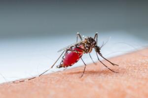 Mosquito sucking blood_set B-4