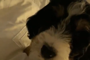 gil perro2.png