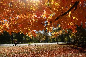 Los últimos rastros del otoño en NYC