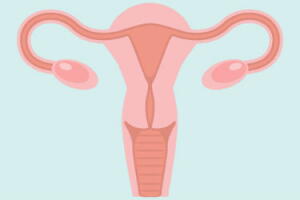 utero-sistema-reprodutor.jpg