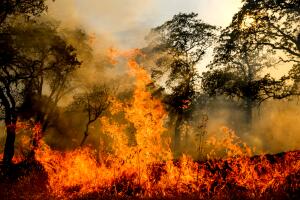 Western Wildfires