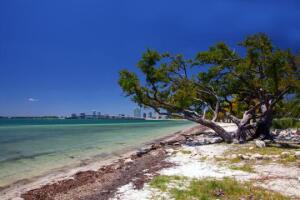Advierten a bañistas sobre bacterias en playas de Miami