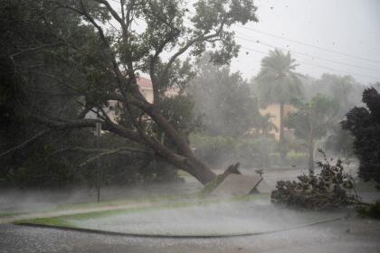 SARASOTA, FL - SEPTEMBER 28: A tree is uprooted by strong winds as Hurricane Ian churns to the south on September 28, 2022 in Sarasota, Florida. The storm made a U.S. landfall at Cayo Costa, Florida this afternoon as a Category 4 hurricane with wind speeds over 140 miles per hour in some areas. (Photo by Sean Rayford/Getty Images)
