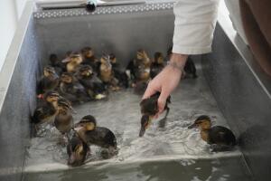 France Wildlife Hospital