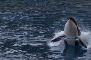 Orca en Francia
