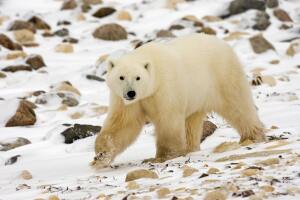 A Polar Bear walks on the shoreline wait