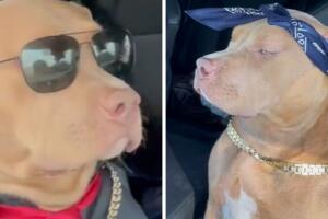 perrita_tiktok_collage_rap