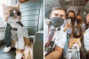 Conoce quién es el gato influencer tan famoso que hasta los pilotos quieren una foto con él,.jpg