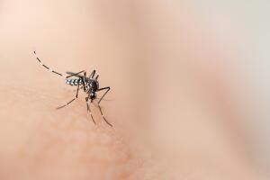 mosquito