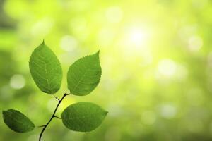 planta1-think.jpg