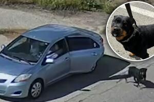 abandonan perros.jpg