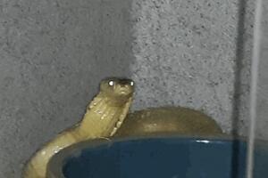 SERPIENTES/SerpienteHouston1.jpg