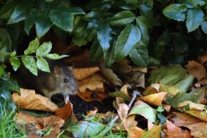 Autumn Colours Enjoyed In Central London.
