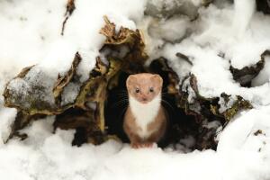 The British Wildlife Photography Awards 2016