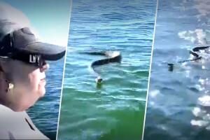 serpiente cascabel espalda diamante