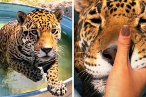 collage_jaguar_en_alberca.jpg