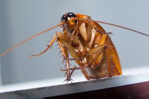  Cómo prevenir cucarachas en casa en el verano: consejos para evitar infestaciones en tiempo de calor