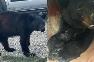 oso negro Uvalde capturan Texas