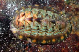 chiton_molusco.jpg